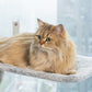 💐50 % rabatt! Hengende katteseng med sugekopper – la katten nyte solen ☀️😺【Spesialpris】