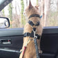 🐶 Sikkerhetsbelte til kjæledyr i bilen, justerbar sikkerhetsline med støtdemping for hunder i bilen